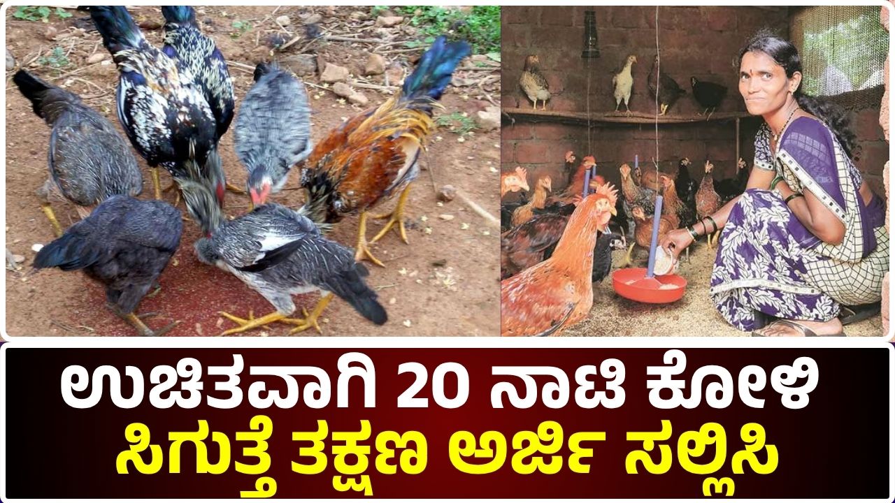 Free Poultry Breeding Scheme
