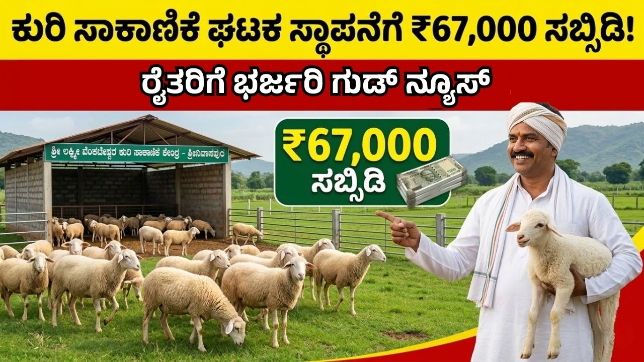 Sheep farming subsidy